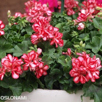 Pelargonium peltatum 'Mexica Ruby'