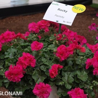 Pelargonium peltatum 'Rocky'