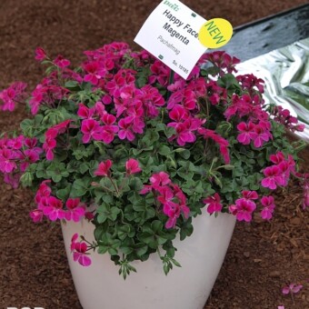 Pelargonium peltatum Happy Face 'Magenta'