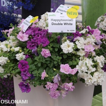 Odmiany petunii z grupy Happytoonia Double: 'White', 'Soft Pink' i 'Purple' 