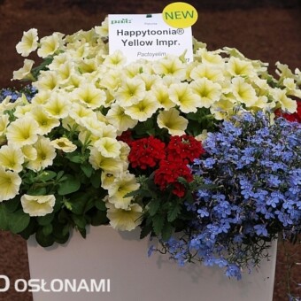Petunie Happytoonia 'Yellow Improved' (w towarzystwie lobelii i werbeny)