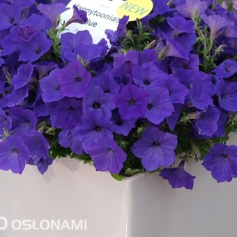 Petunia Happytoonia 'Blue'
