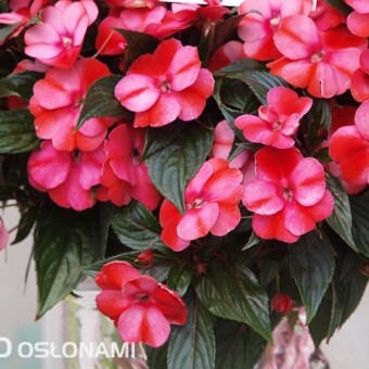 Niecierpek nowogwinejski Impacio 'Melon Star'