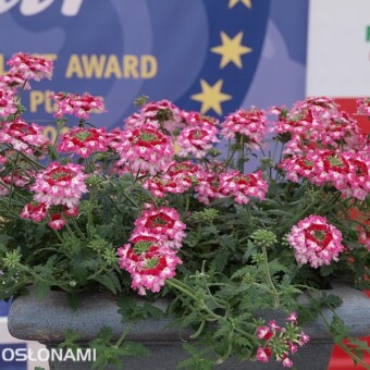 Verbena hybrida Lanai 'Twister Red', której organizacja Fleuroselect przyznała FleuroStar Award, fot. 1-6,8,12 A. Cecot  