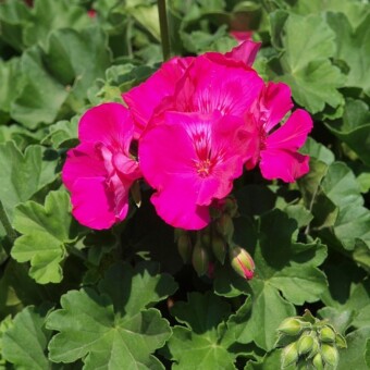 Pelargonium Caliope 'Lavender Rose'