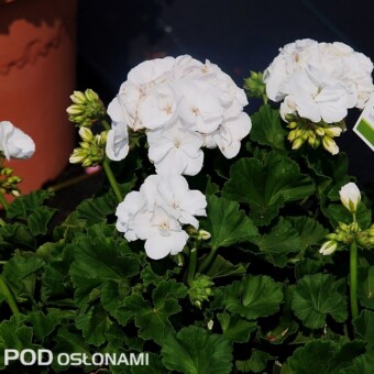 Pelargonium zonale Classic 'White'