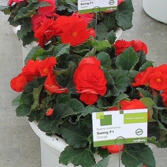Begonia x tuberhybrida Swing F1 'Scarlet'