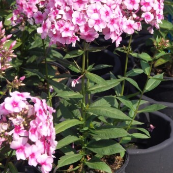 Phlox paniculata - odmiana 'Rose With Dark Eye' z grupy Sweet Summer