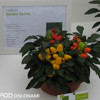 Capsicum frutescens - odmiana z grupy Samba