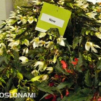 Begonia 'White' z grupy Crakling Fire (Moerheim New Plant bv), fot. 1-15 A. Wize