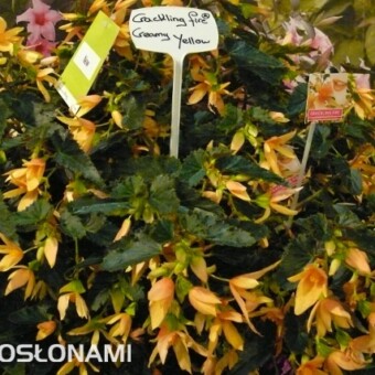 Begonia 'Creamy Yellow' z grupy Crackling Fire