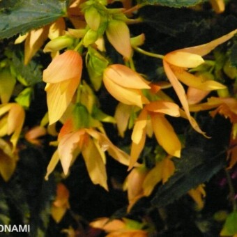 Odmiana 'Creamy Yellow'