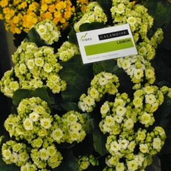 Kalanhoe Calandiva 'Lemon' z firmy Fides