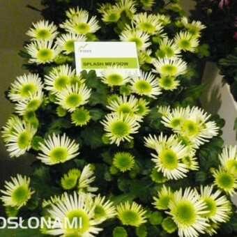 Chryzantema 'Splash Meadow'z firmy Fides