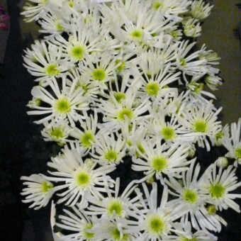Chryzantema 'Splash Icestar' (Fides)