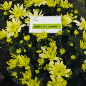 Chryzantema 'Chrystal Lemon' (Fides)