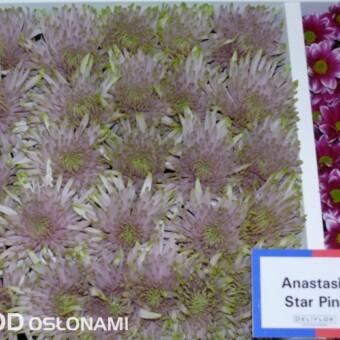 'Anastasia Star Pink' - nowa odmiana z firmy Deliflor