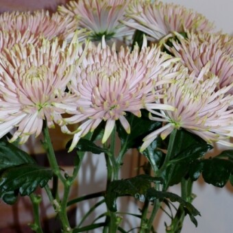 'Anastasia Star Pink'