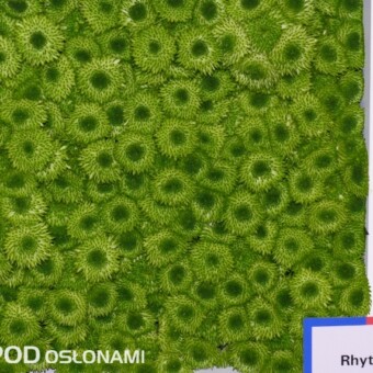 'Rhythm' nowa odmiana chryzantemy z firmy Deliflor