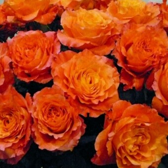 Cięte kwiaty odmiana 'Free Spirit' z oferty Naranjo Roses 