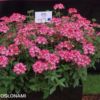 Verbena - nowa odmiana 'Pink Star' z grupy Estrella, fot. 1-11 A. Cecot