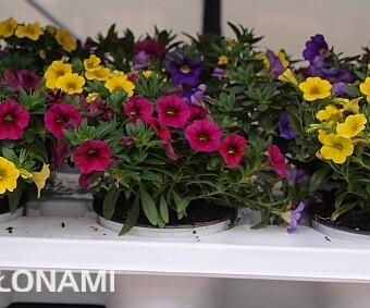 Mix odmian kalibrachoi (z gr. Celebration), pod nazwą Sansibar: 'Lemon Ice', 'Purple Rain', 'Banana'