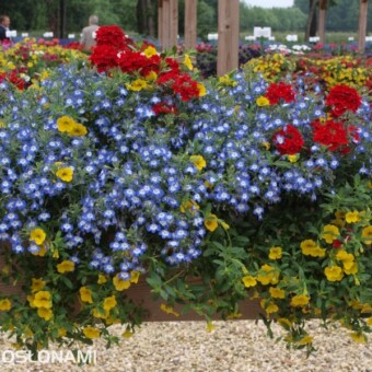 Calibrachoa Celebration 'Banana', Lobelia 'Hot Tiger', Verbena Estrella 'Voodoo Red'