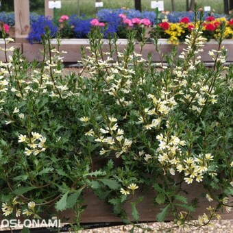 Scaevola 'Suntastic'