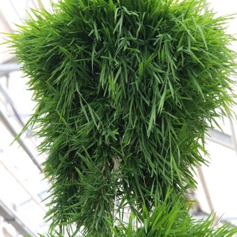 Agrostis stolonifera 'Green Twist'