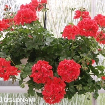 Pelargonia bluszczolistna - odmiana'Orange' z grupy Dancing Idols