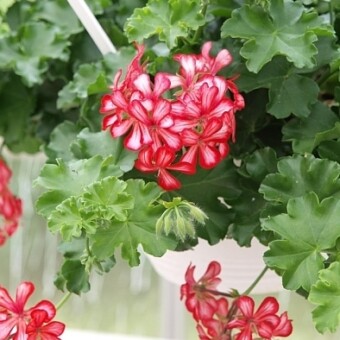 Odmiana 'Red Bicolor' z grupy Grand Idols pelargonii bluszczolistnej