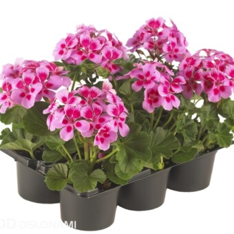 Nowa grupa Pop Idols Pelargonium zonale (odm. 'Lilac with Eye'), fot. Fides