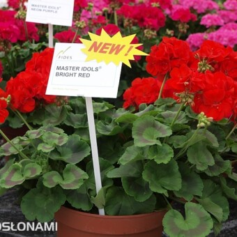 'Brigh Red' - nowa odmiana P. zonale z grupy Master Idols