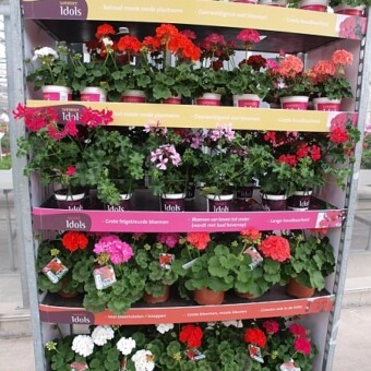 Pelargonie różnych grup z firmy Fides oferowane jako markowe produkty