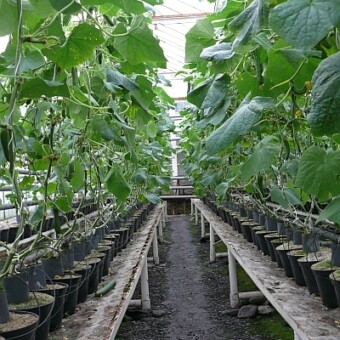 Uprawa w donicach wypełnionych żwirem, fot. AW