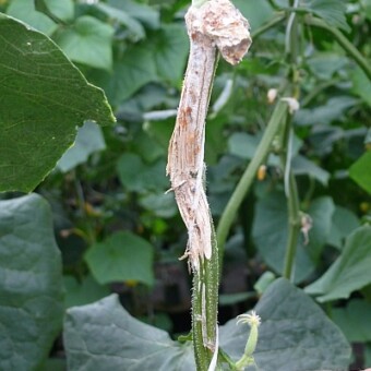 Zaleczona infekcja na pędzie po stosowaniu preparatów zawierających Trichoderma sp.