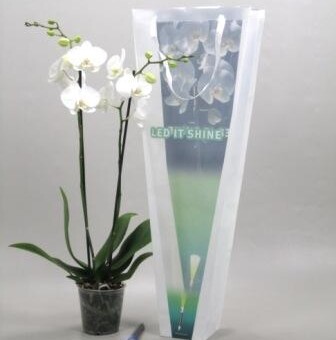 'LED it shine' - falenopsis sprzedawany z zestawie z lampką LED