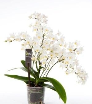 Falenopsis oferowany pod nazwą 'Wild Orchid'