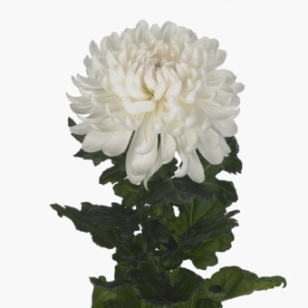 Chryzantema 'Antonov Satin'