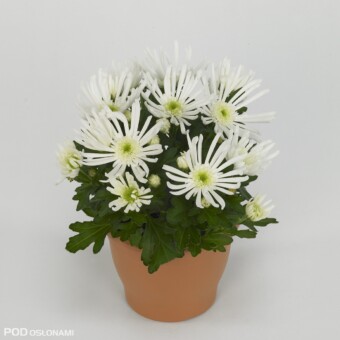 Chryzantema 'Splash Icestar'