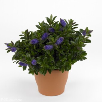 Hebe 'Hebedonna Julia'