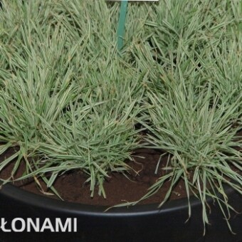 ...na którym znajdowały się byliny, w tym trawy, m.in. kłosówka miękka (Holcus mollis)