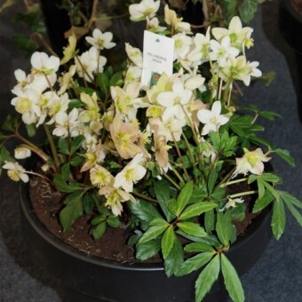 Ciemiernik biały (Helleborus niger) - jedna z bylin z ekspozycji firmy Panek
