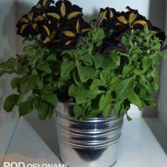 "Czarna" petunia - odmiana 'Phantom' z grupy Mystical (ze stoiska firmy Florensis Polska), fot. 1-12 A. Cecot