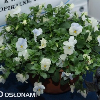 Bratek o kaskadowym pokroju - jedna z odmian z nowej grupy Cool Wave