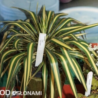 Yucca 'Gold Heart' z ekspozycji firmy Vitro Warszawa