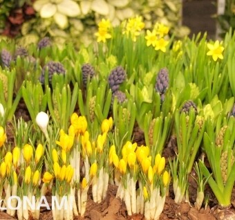 Kwitnące rośliny cebulowe z ekspozycji grupy "Kwiaty Polskie"