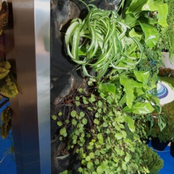 Fragment "zielonej ściany" (rośliny posadzone w keramzycie