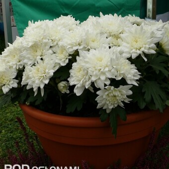 'Willowbrook' z oferty K. Pychyńskiego