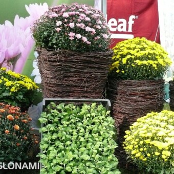 Chryzantemowa oferta Zakładu Ogrodniczego Cichoń